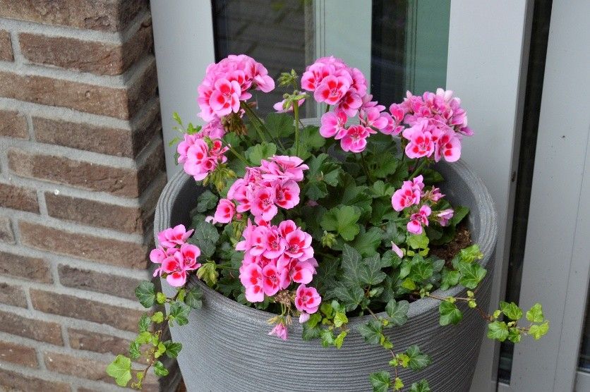 Bloemen.jpg